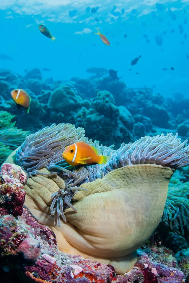  ماهی کلاگنگ (Clownfish) در میان شاخک‌های یک انیمون دریایی در اعماق اقیانوس 